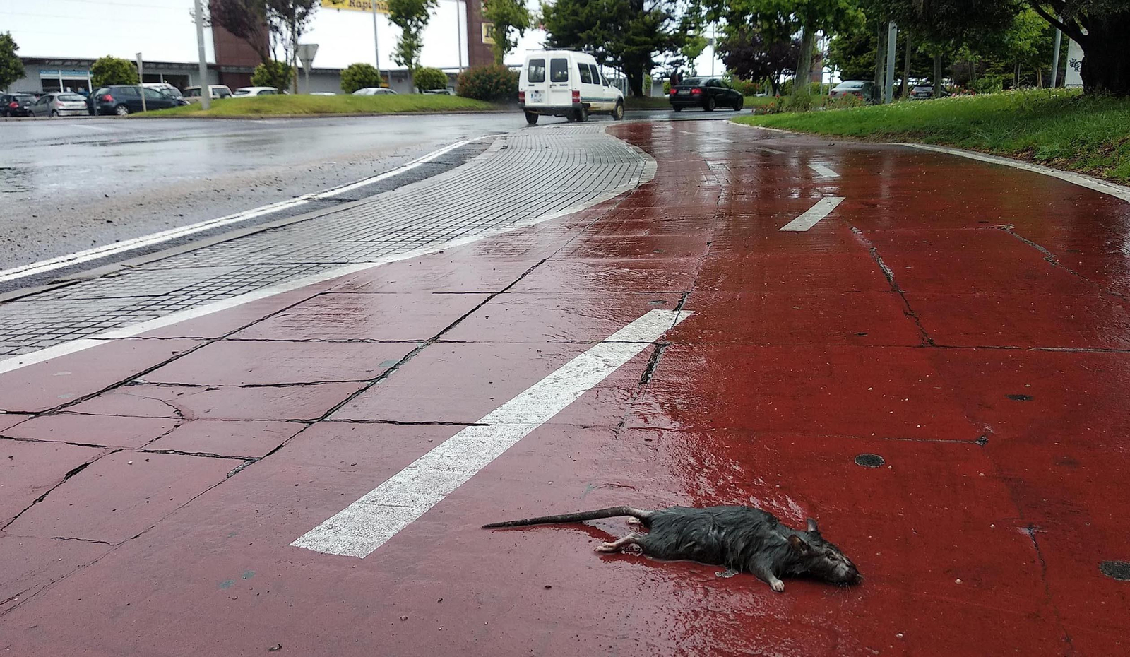 Imágenes de suciedad y okupas en la calle Santiago Apóstol