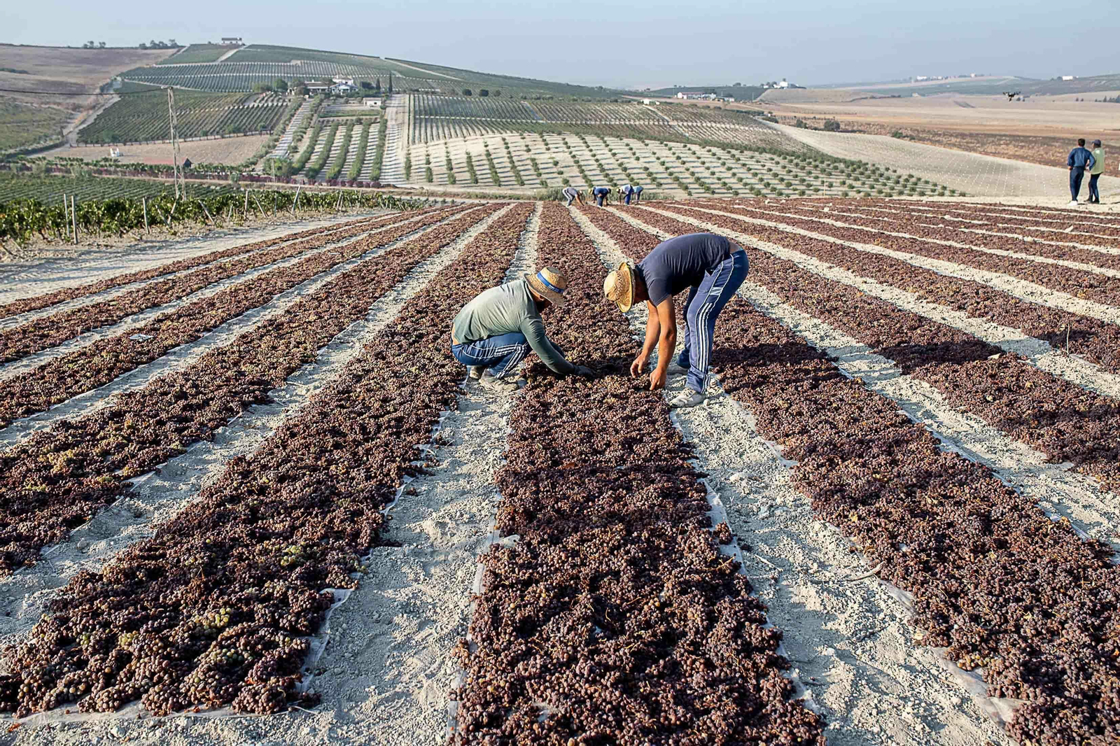 La vendimia nocturna de Tío Pepe