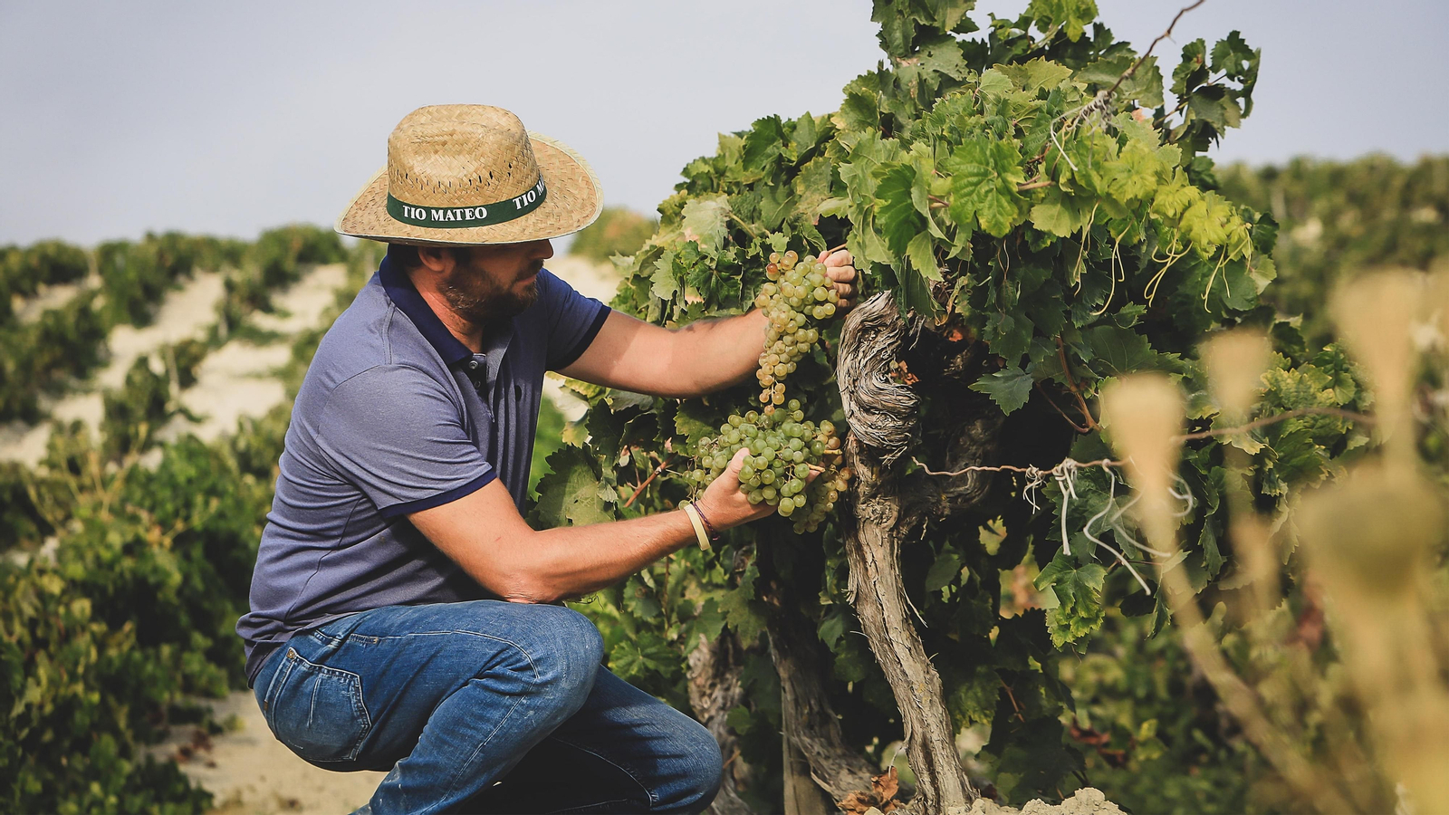 Imágenes de la vendimia de Bodega Estévez