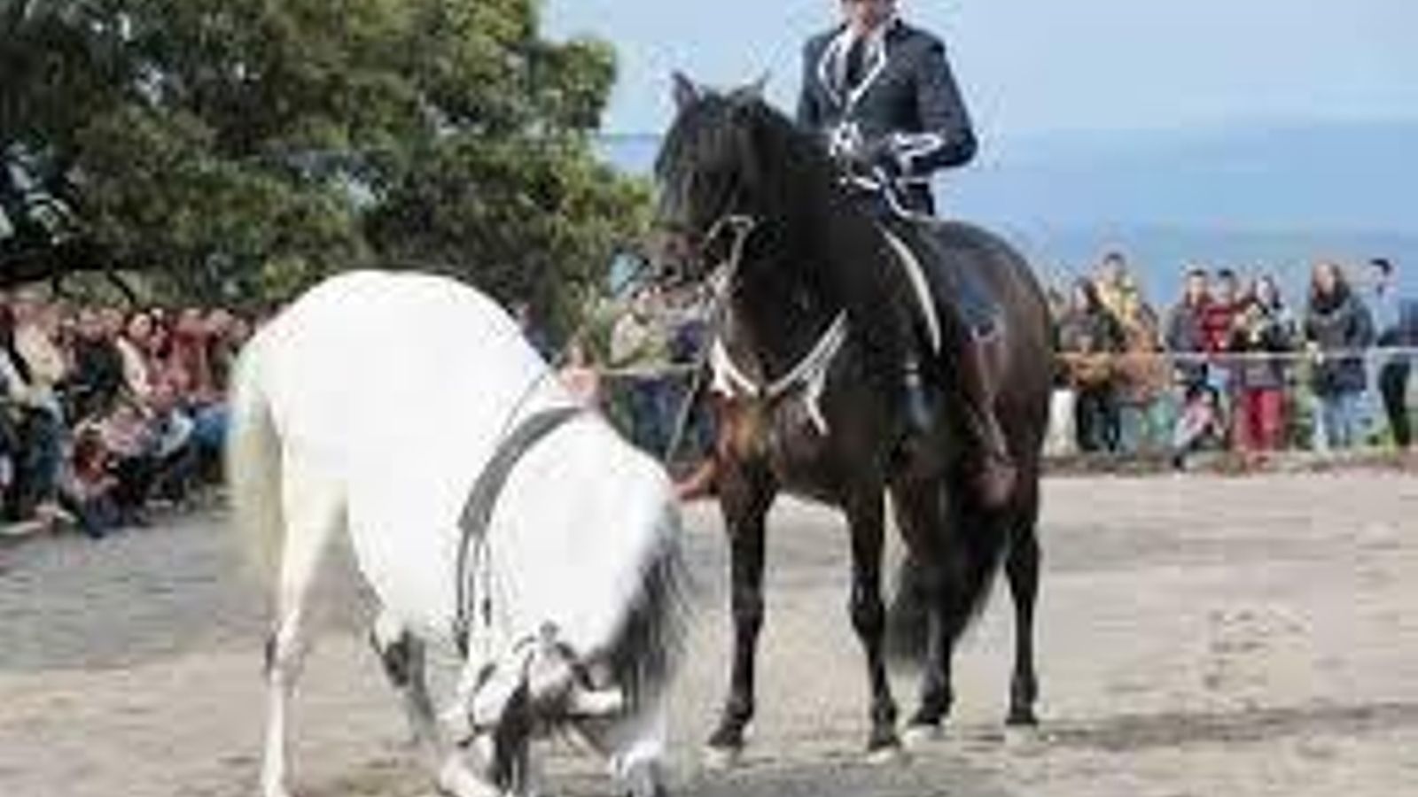 Muestra de doma durante la 'Feria de Ganado de Silla y Tiro'
