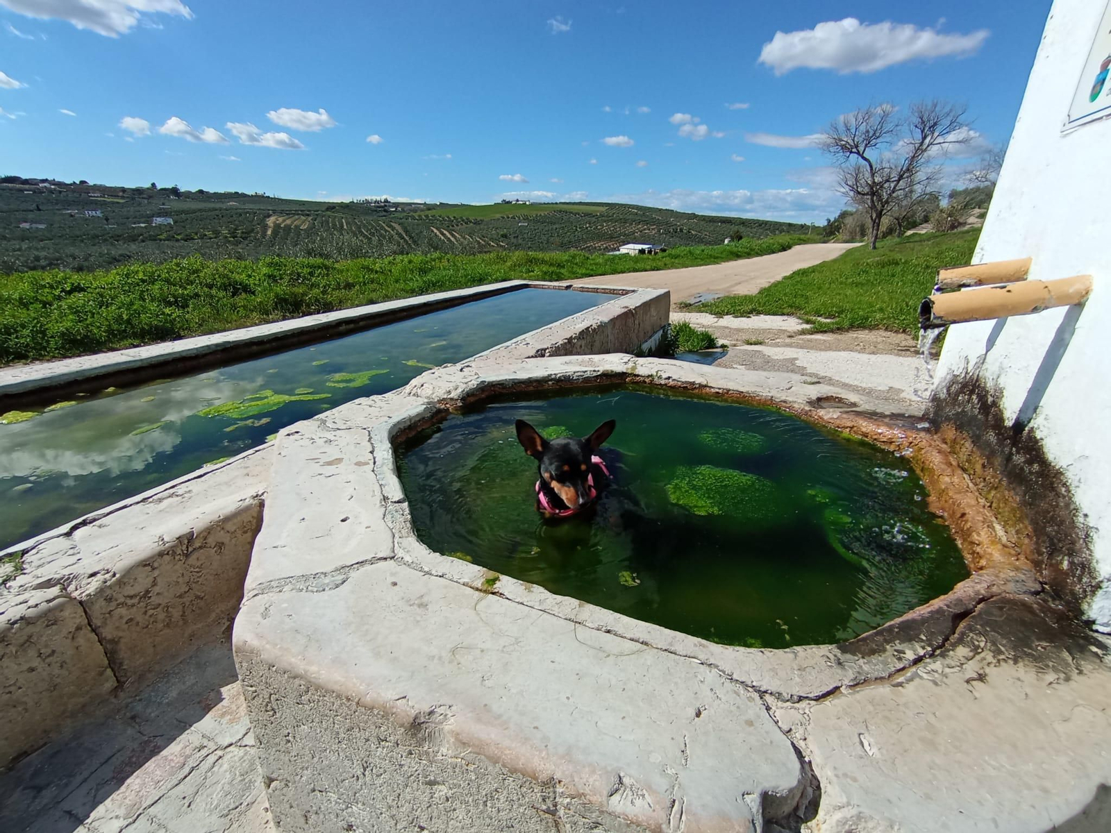 Fuente Nueva, en Montilla.