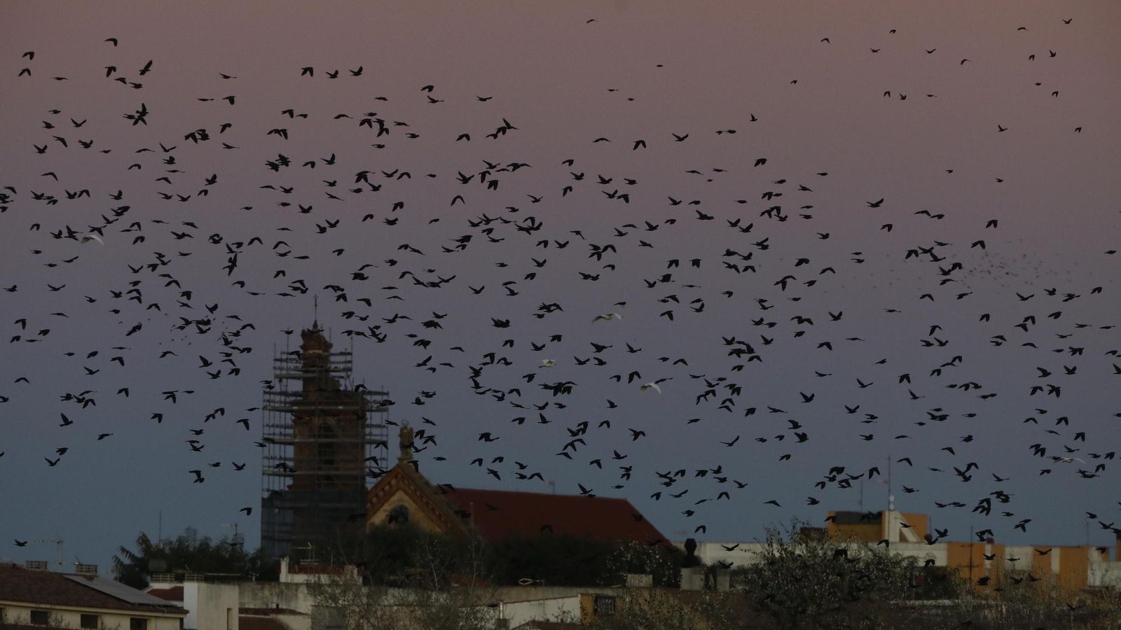 Pájaros en los Sotos de la Albolafia, en Córdoba.
