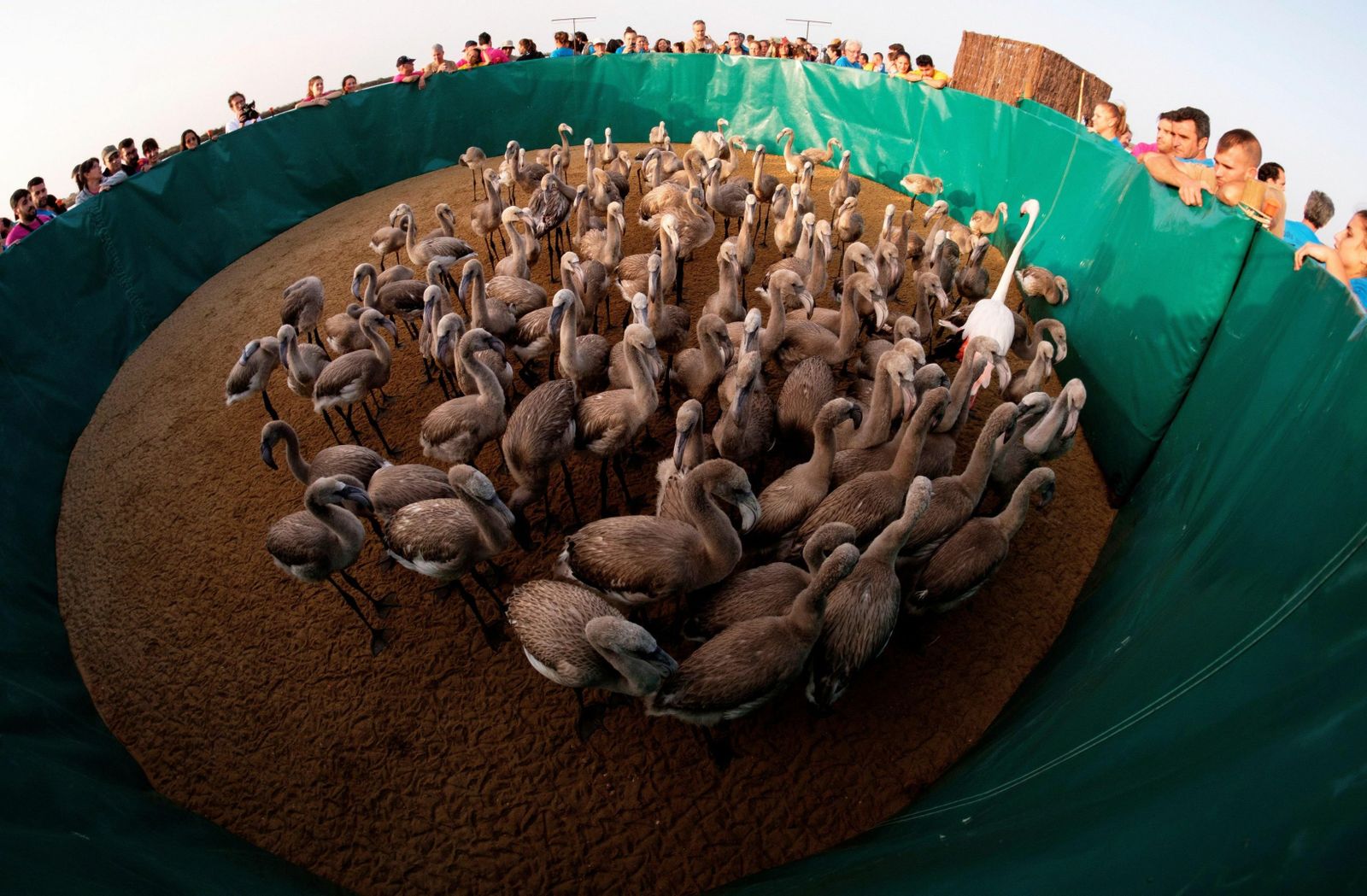 Los voluntarios y el personal de la Consejería y el Oceanografic trabajaron juntos en julio.