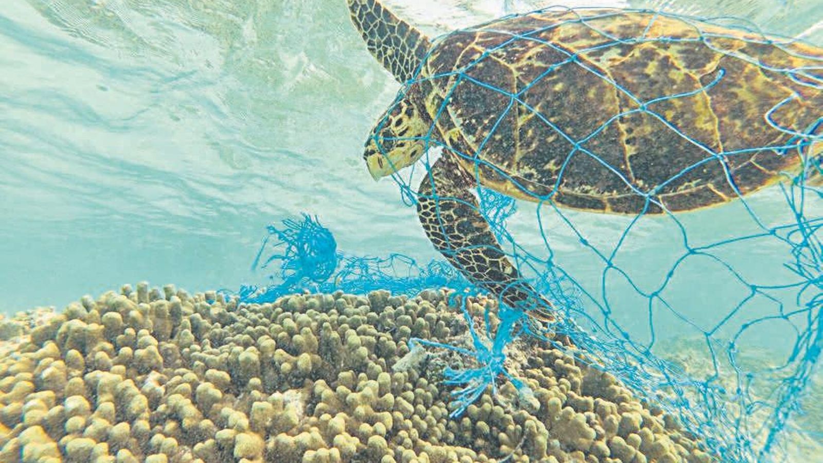 Muchas especies mueren como consecuencia de las basuras marinas. Muchas especies mueren como consecuencia de las basuras marinas.