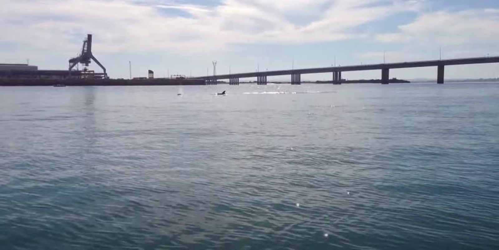 Grupo de delfines en Cádiz