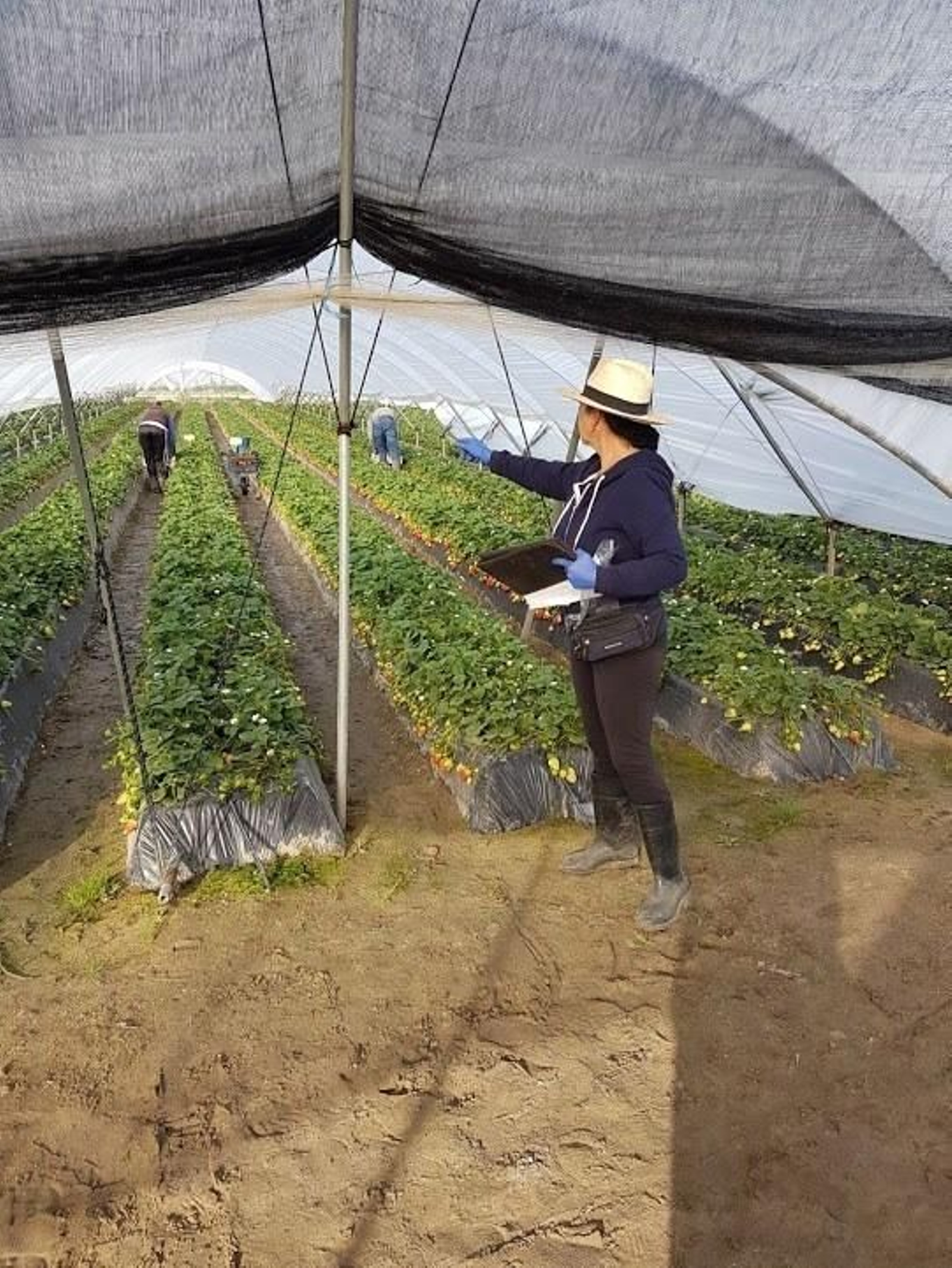 Mª Ángeles Tomé cultiva fresas y frambuesas junto a su familia en Palos. Mª Ángeles Tomé cultiva fresas y frambuesas junto a su familia en Palos.