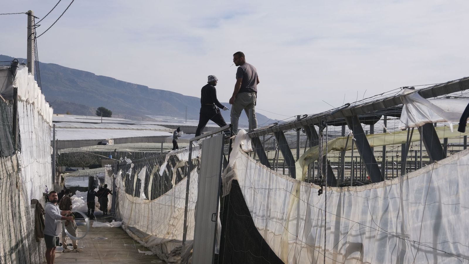 Los efectos del temporal de viento en los invernaderos, en imágenes