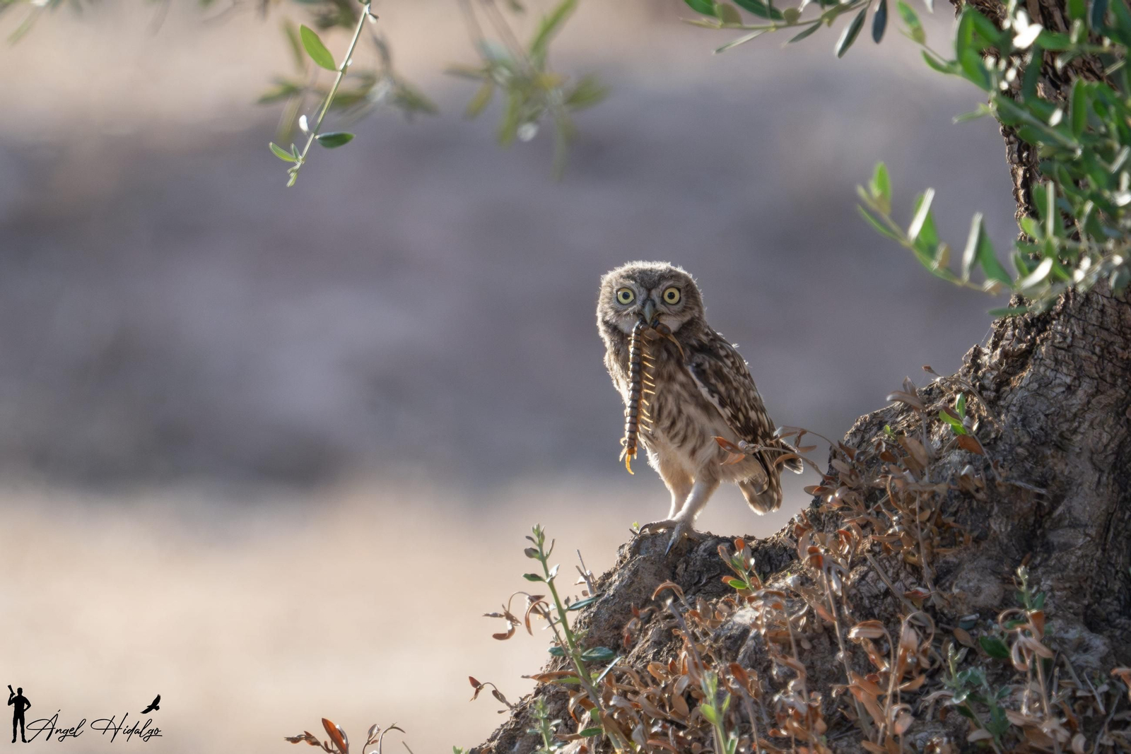 Ángel Hidalgo, el fotógrafo que inmortalizó al lince blanco Satureja:
