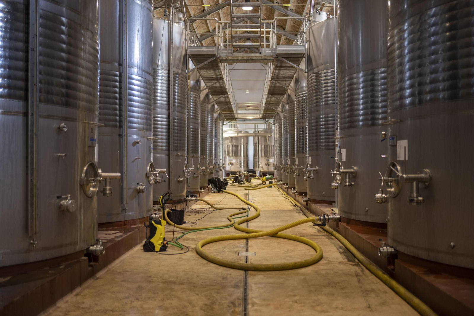 Imágenes de la vendimia en el Condado de Huelva