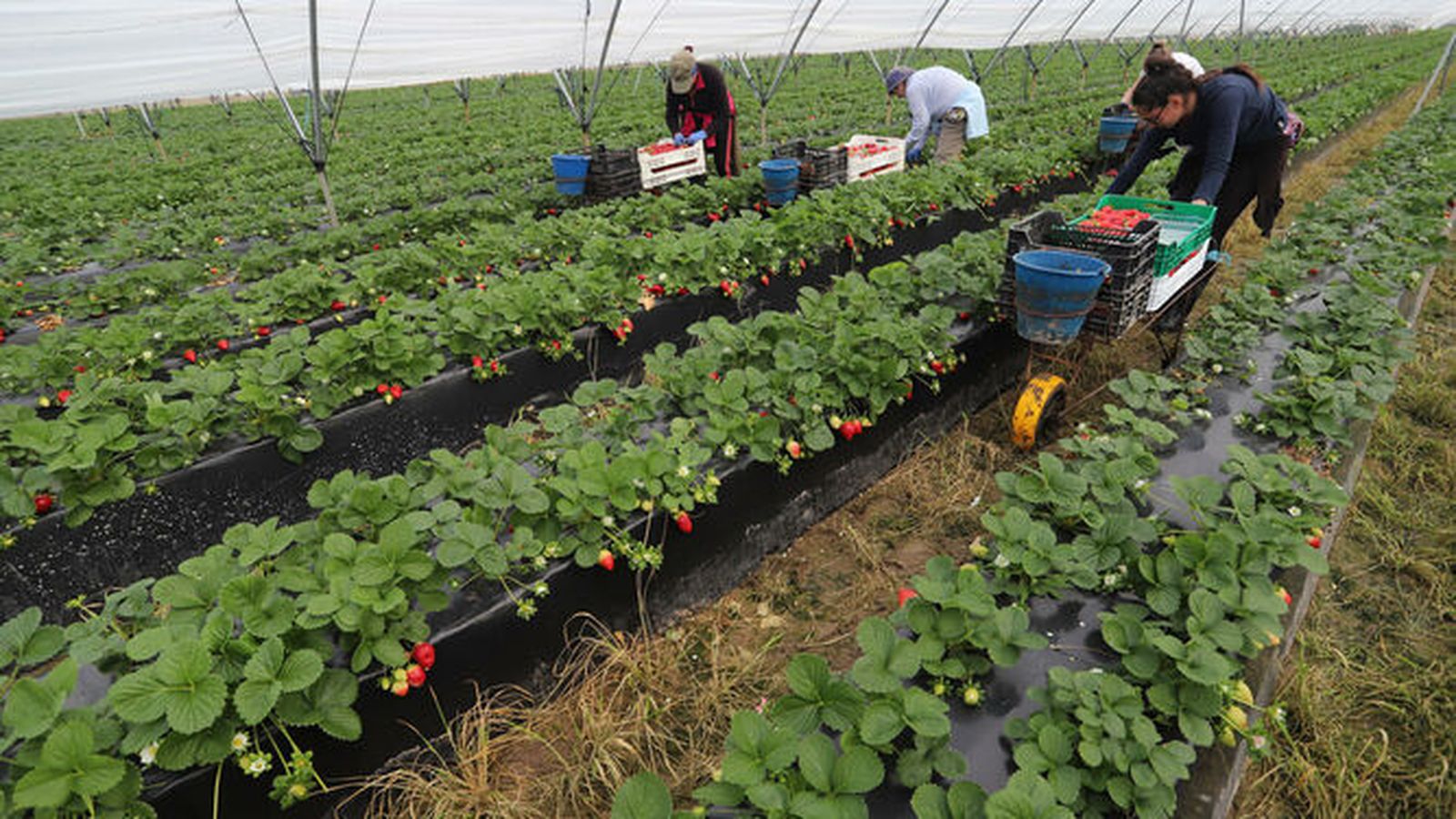 Recolecta de fresas en Huelva