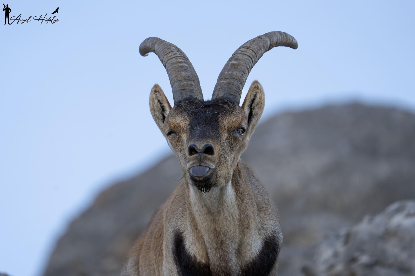 Ángel Hidalgo, el fotógrafo que inmortalizó al lince blanco Satureja: