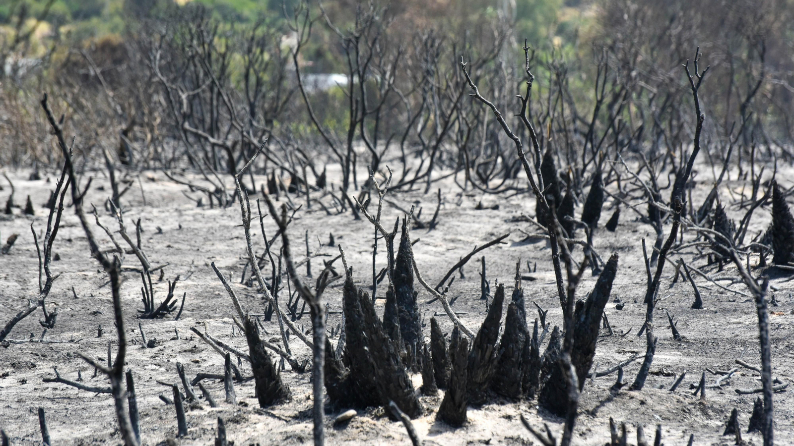 Fotos del incendio de Valdevaqueros que arrasó con 11 hectáreas de Parque Natural del Estrecho Las fotos de la zona afectada por el incendio de Valdevaqueros