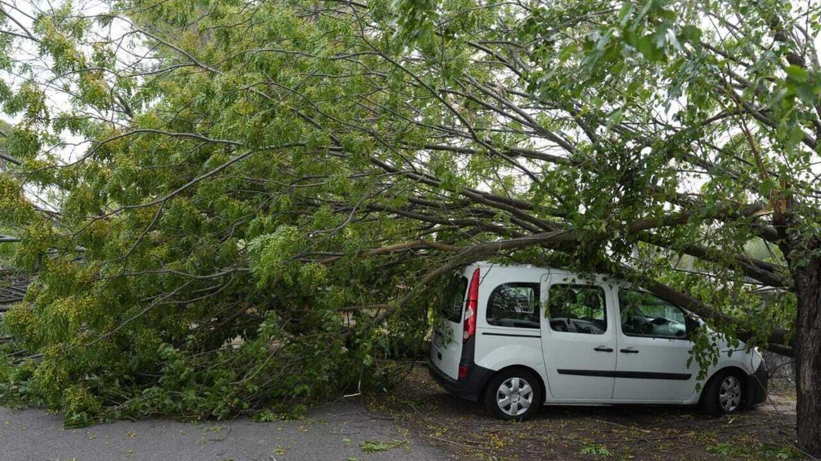 Ramas de un árbol sobre el coche en el Campus de Rabanales. Ramas de un árbol sobre el coche en el Campus de Rabanales.