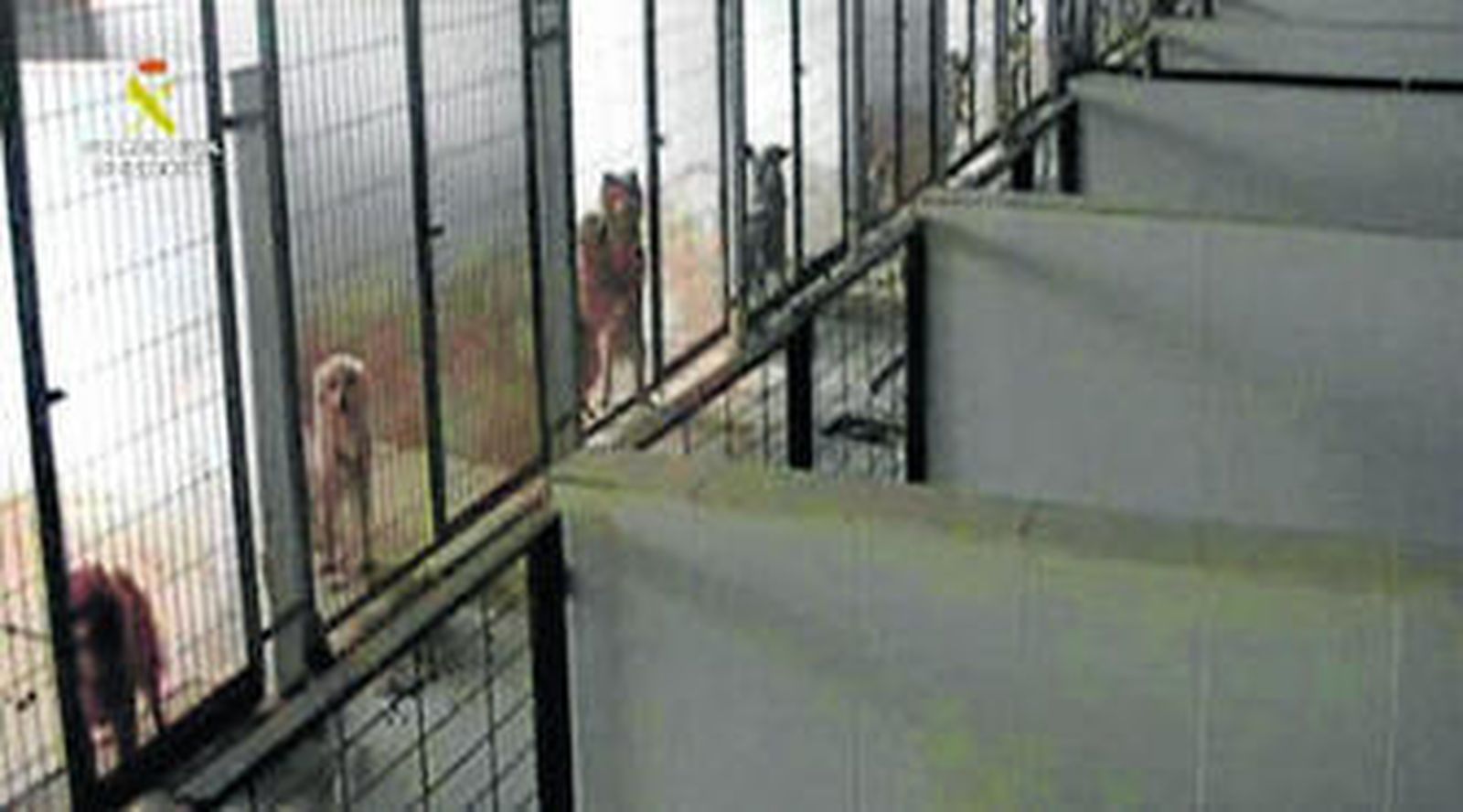Varios de los perros en las jaulas.