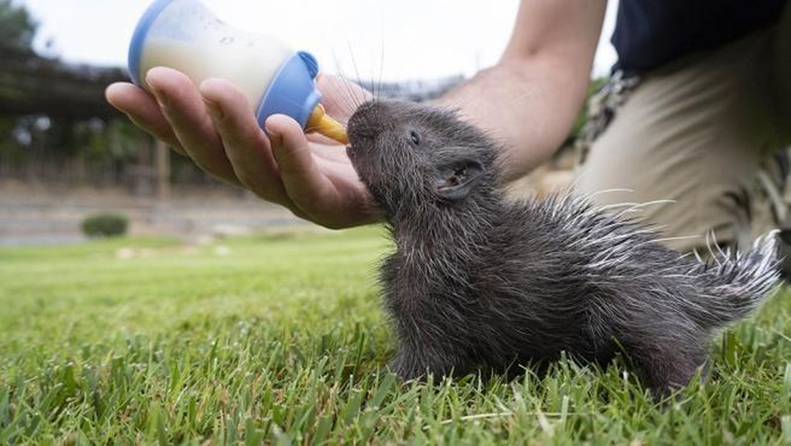 Nace el primer puercoespín sudafricano en Bioparc Valencia