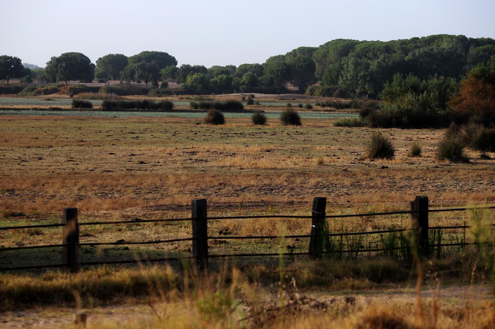 La marisma junto a la ermita de El Rocío seca, en imágenes