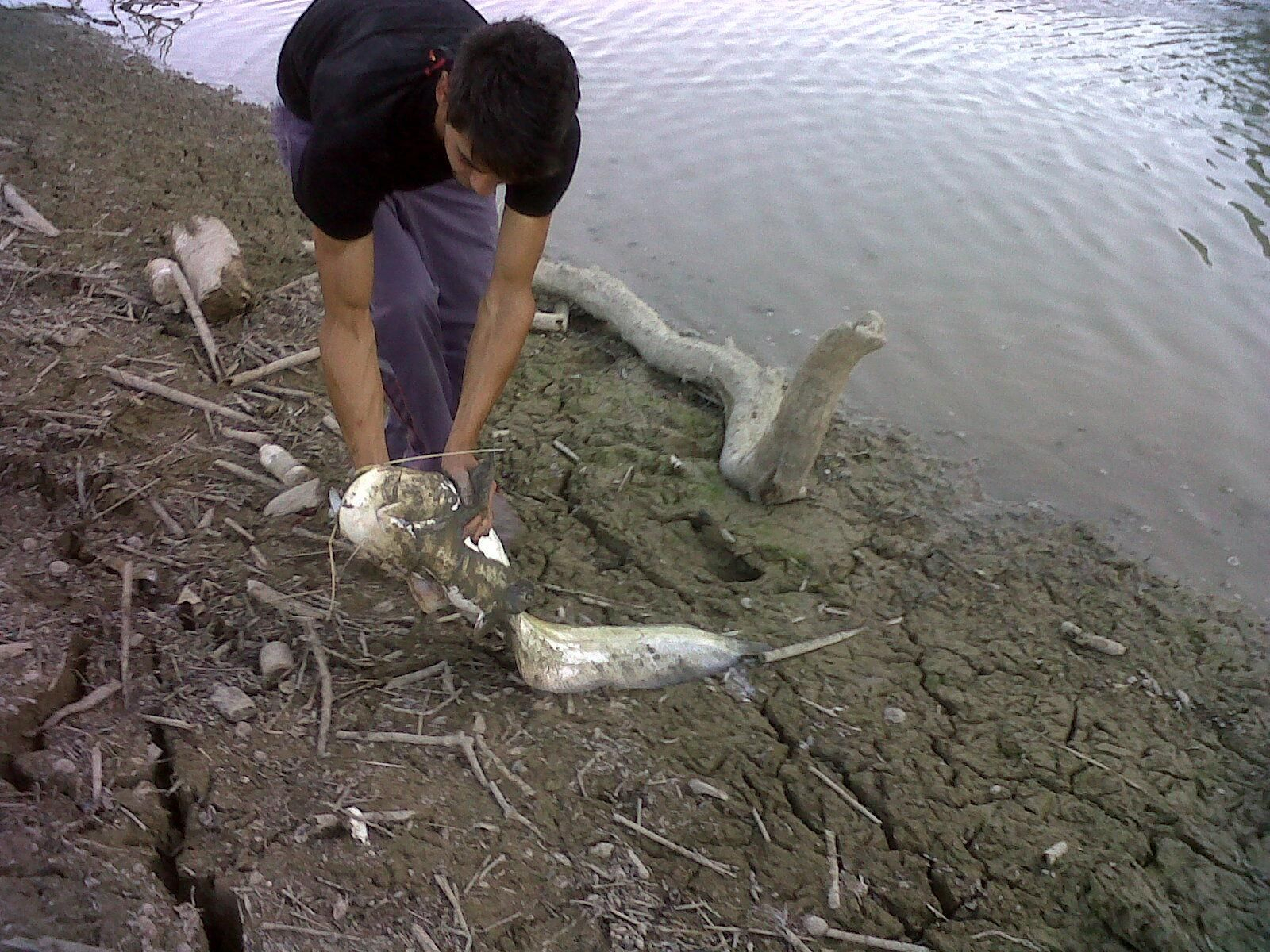 Un hombre sujeta un ejemplar de sirulo en el embalse de Iznájar (Granada).