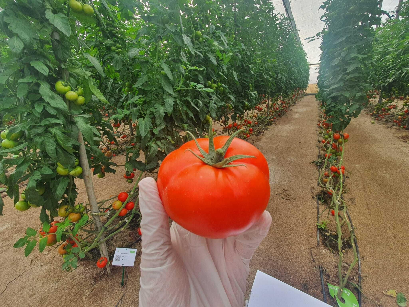 Muestra de un tomate en una jornada de puertas abiertas.