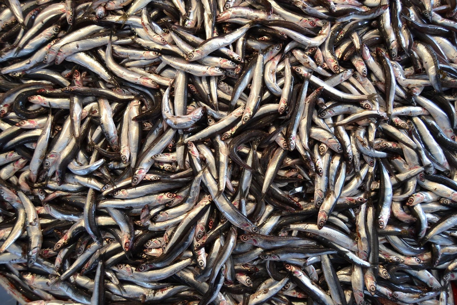 Banco de anchoas examinadas por los investigadores