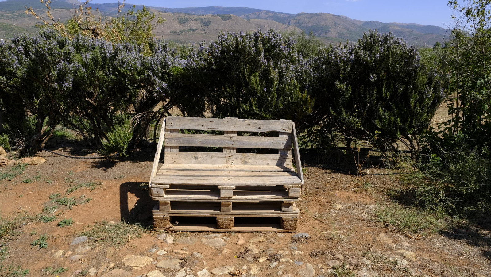 La vendimia en la Bodega Cortijo del Cura de Laujar, en imágenes