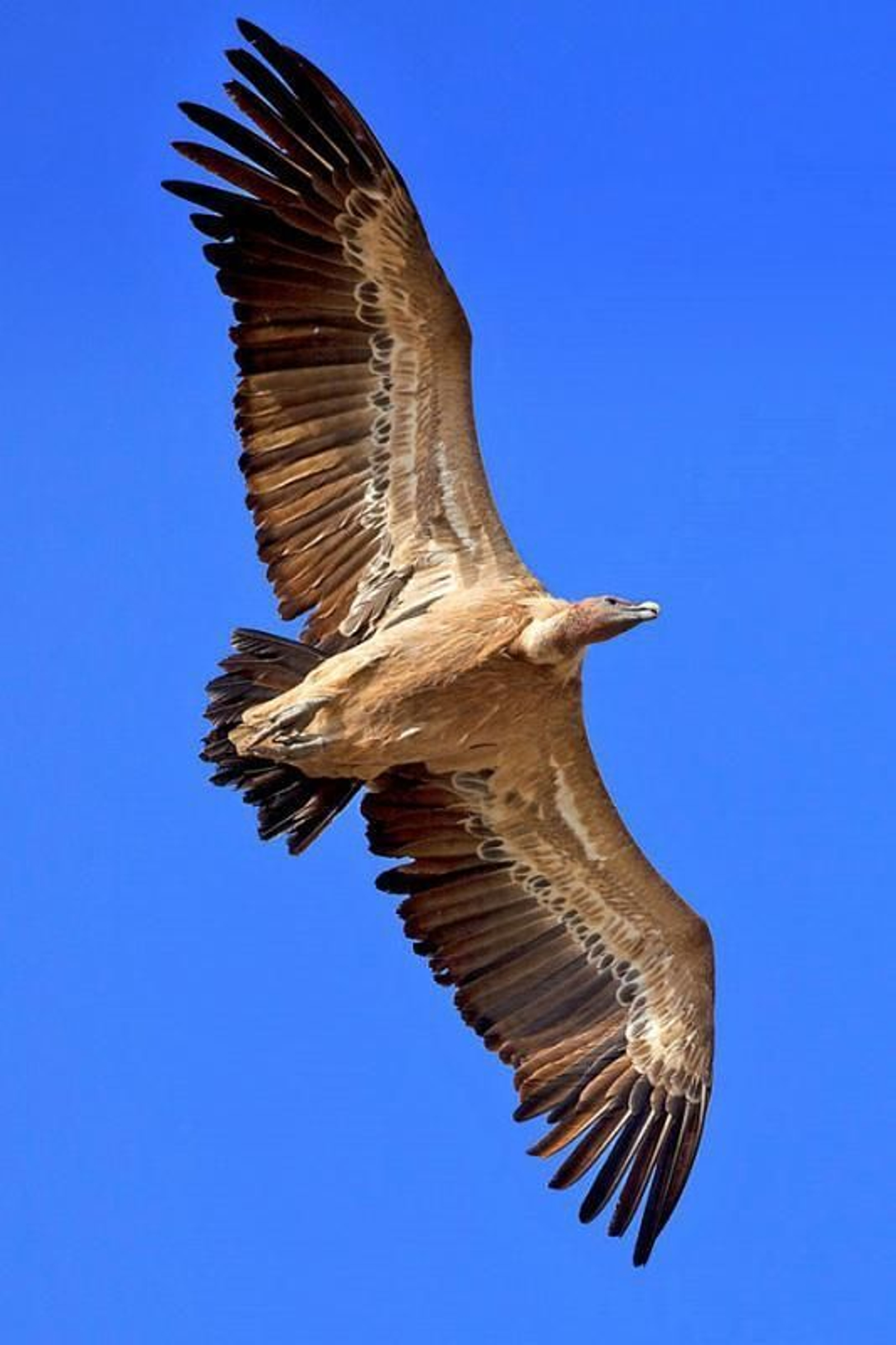El vuelo del buitre leonado. El vuelo del buitre leonado.