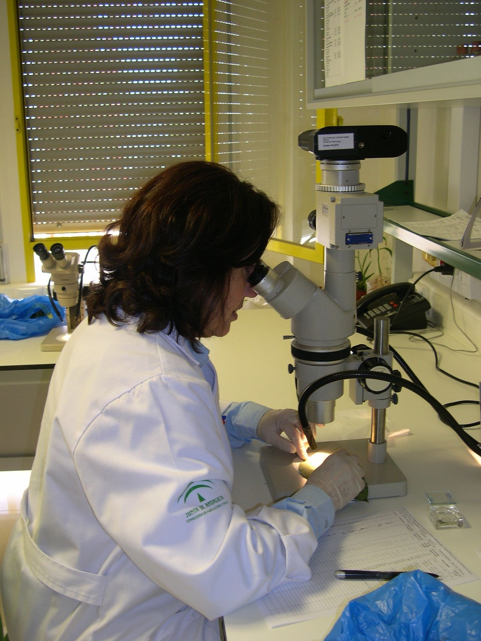 El Laboratorio de de Producción y Sanidad Vegetal de Almería ha incrementado su actividad.