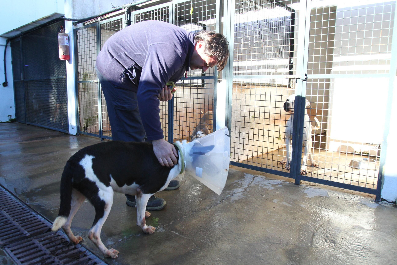 La Asociación HADA se encarga de pasear a los perros y de su cuidado sanitario.