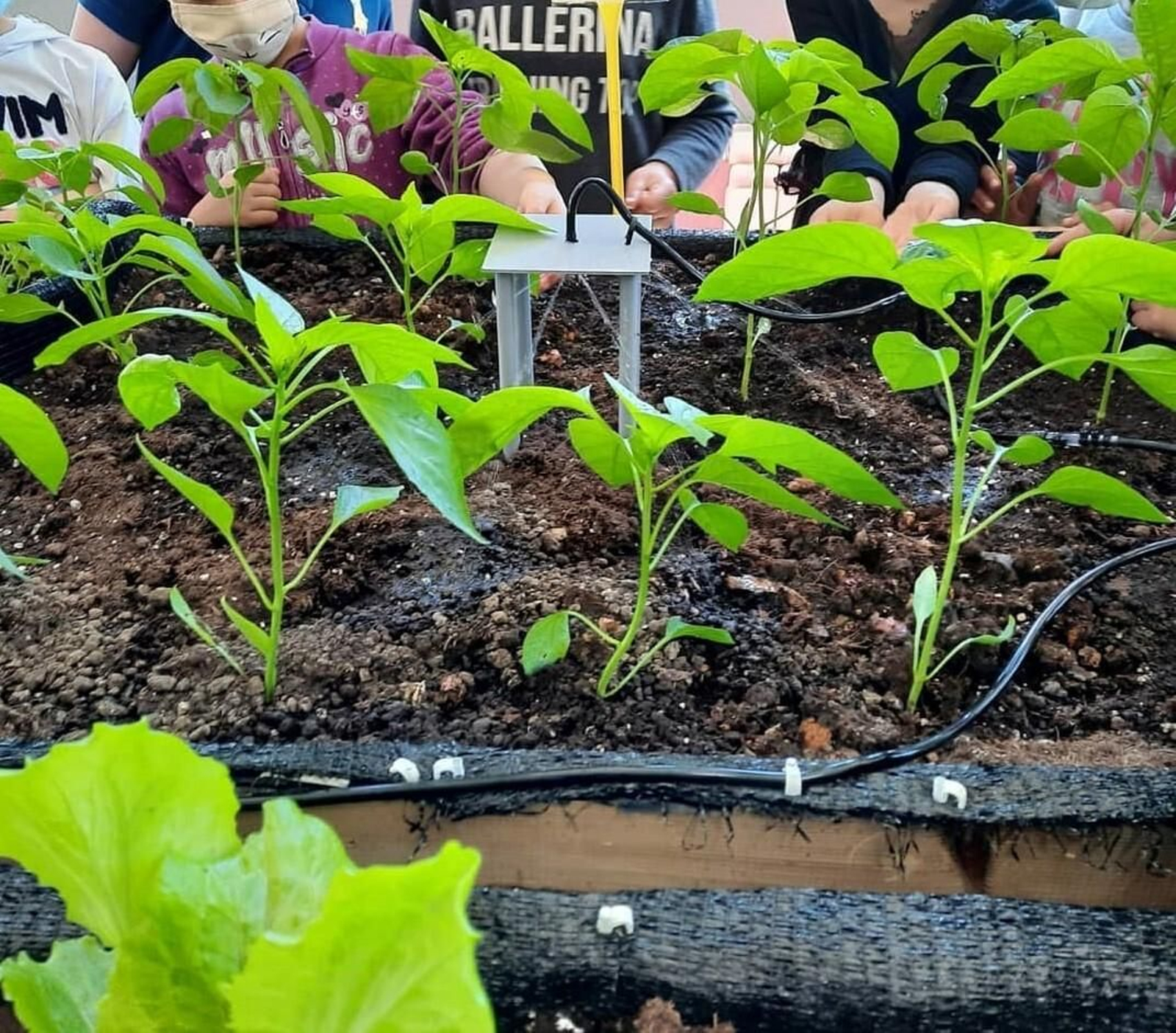 Sensores que miden la humedad del suelo.