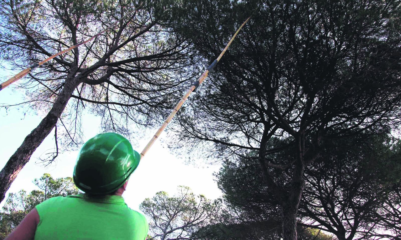 Un operario durante la campaña de recolección de piña en el Valle del Guadiato.