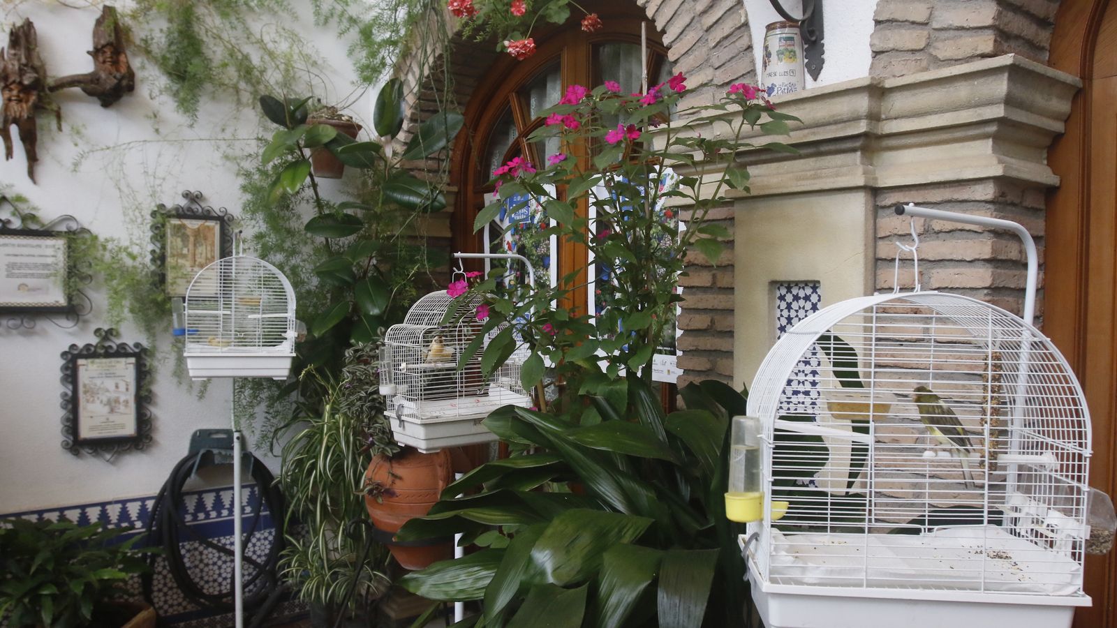 Jaulas de canarios en Maese Luis, 9.