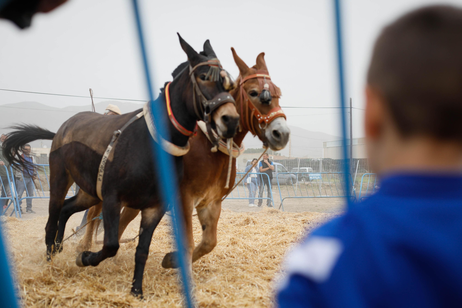 Galería de la Feria  de ganado en Tarambana