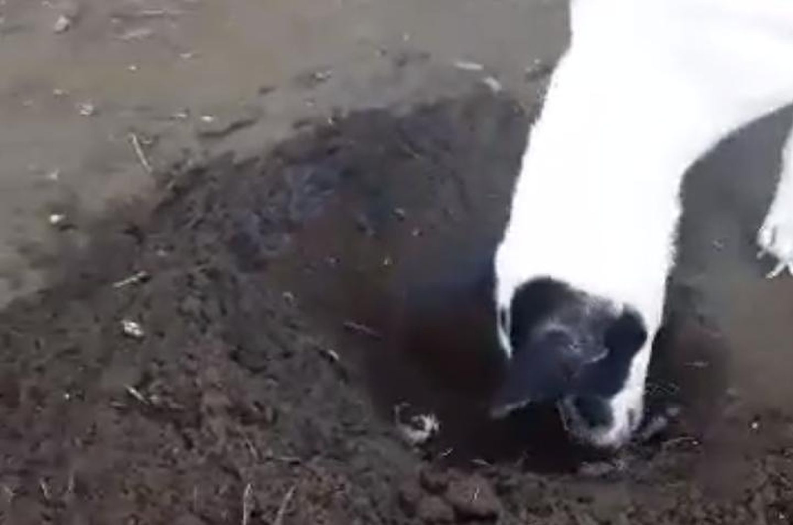 Momento del vídeo de la perrita que cava tumba para su cachorro.