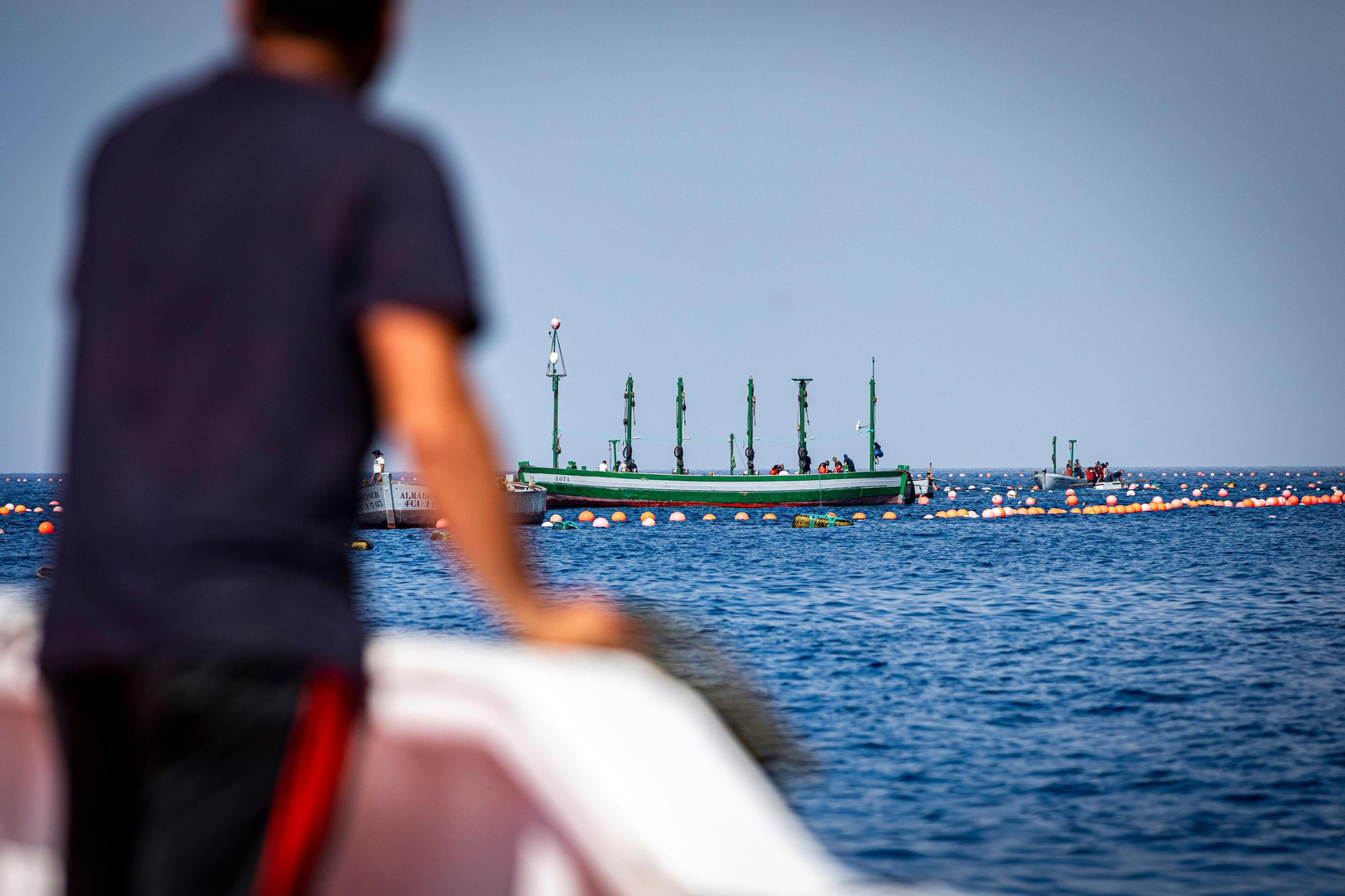 Las imágenes de la primera levantá en la almadraba de Barbate