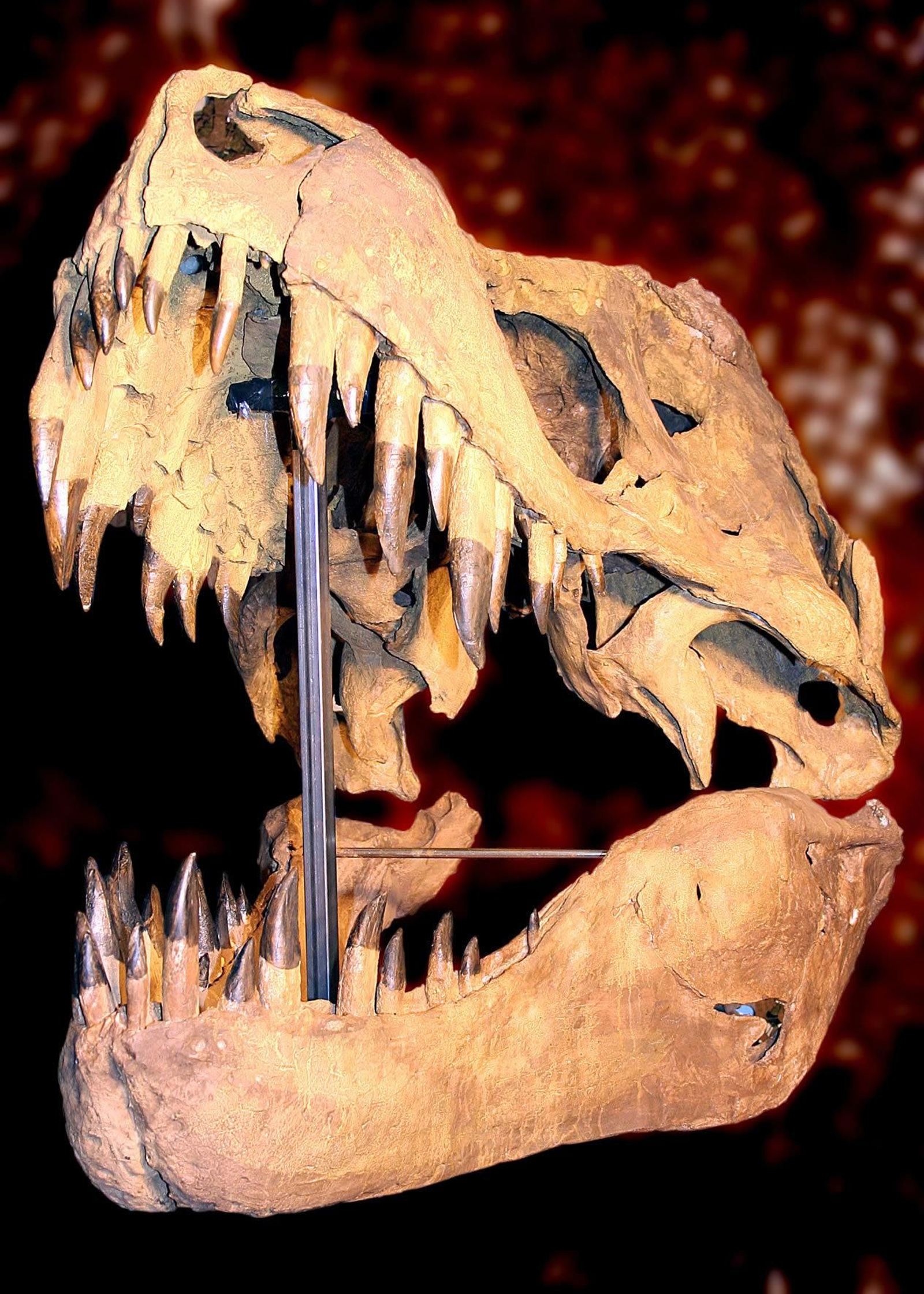 Exposición de dinosaurios en el Estadio de la Cartuja, Dino Expo XXL.