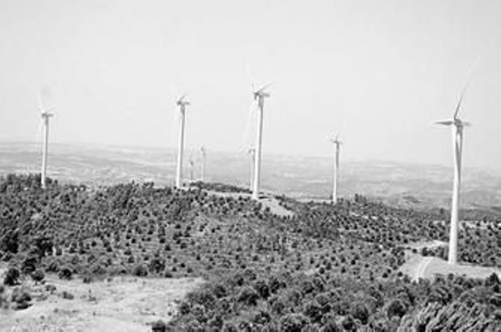 Vista del parque eólico ubicado en el término de El Granado.