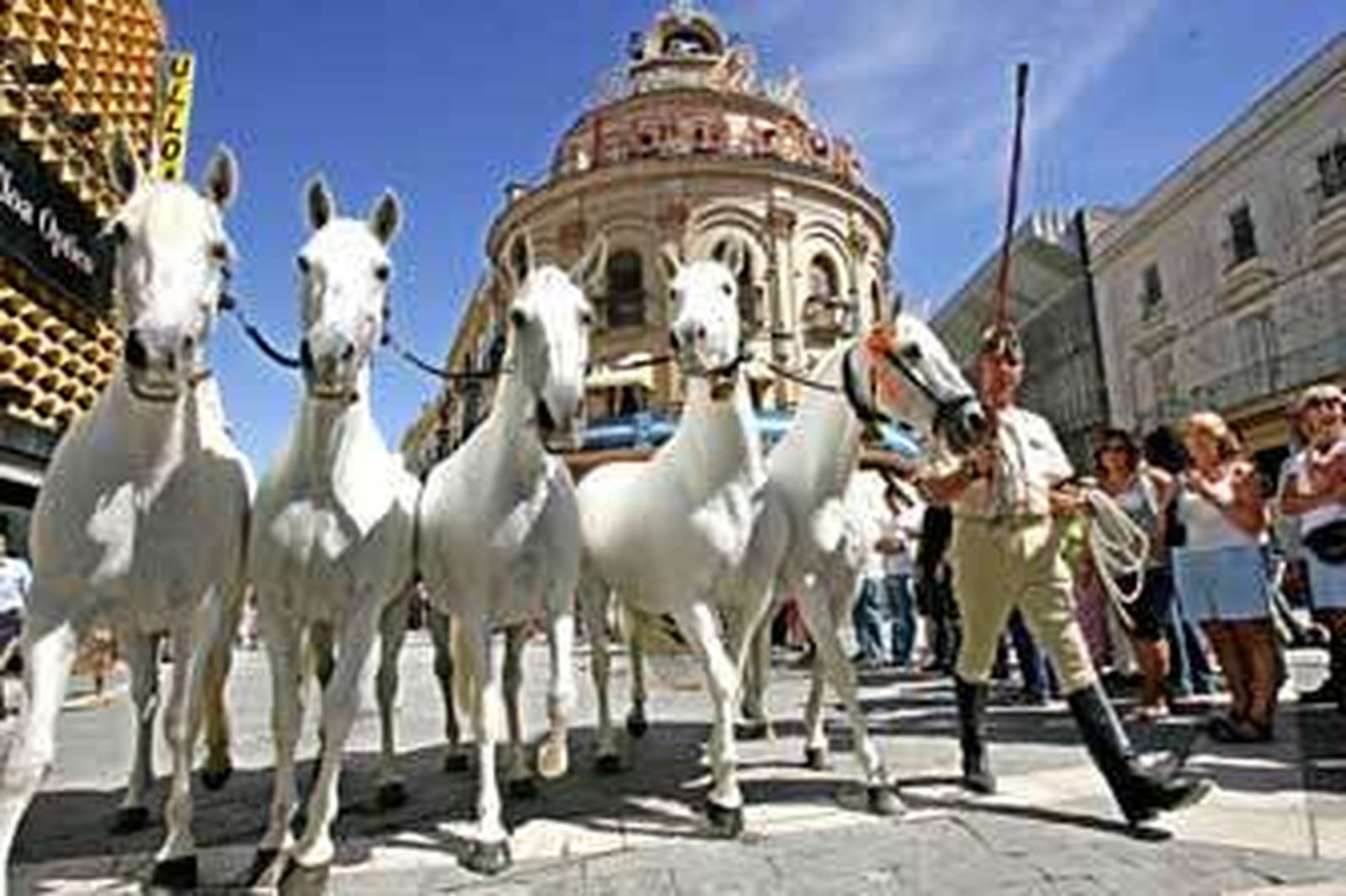 Una cobra de yeguas propiedad de la Yeguada Militar de Jerez durante uno de los desfiles por el centro de la ciudad. /Pascual