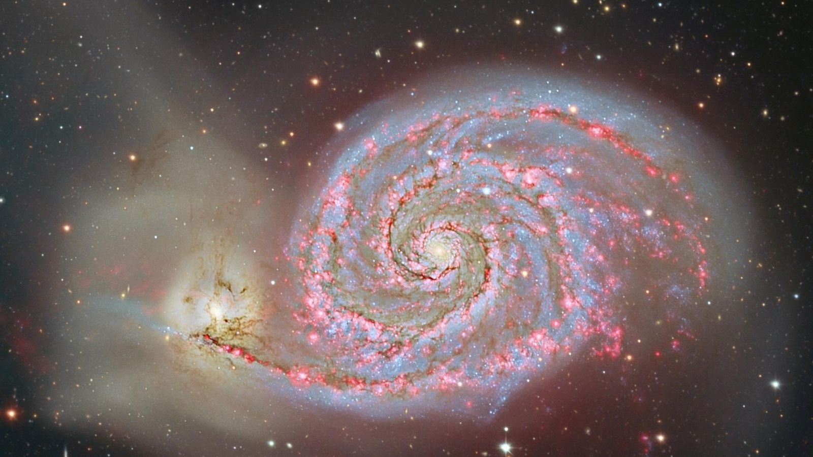 La famosa galaxia Remolino fue descubierta por Charles Messier en 1773 (lleva el número 51 en su catálogo, o M51), pero su magnífica estructura espiral fue descrita por primera vez por William Persons en 1845. En la realidad, son dos galaxias en proceso de colisión o, mejor dicho, de fusión