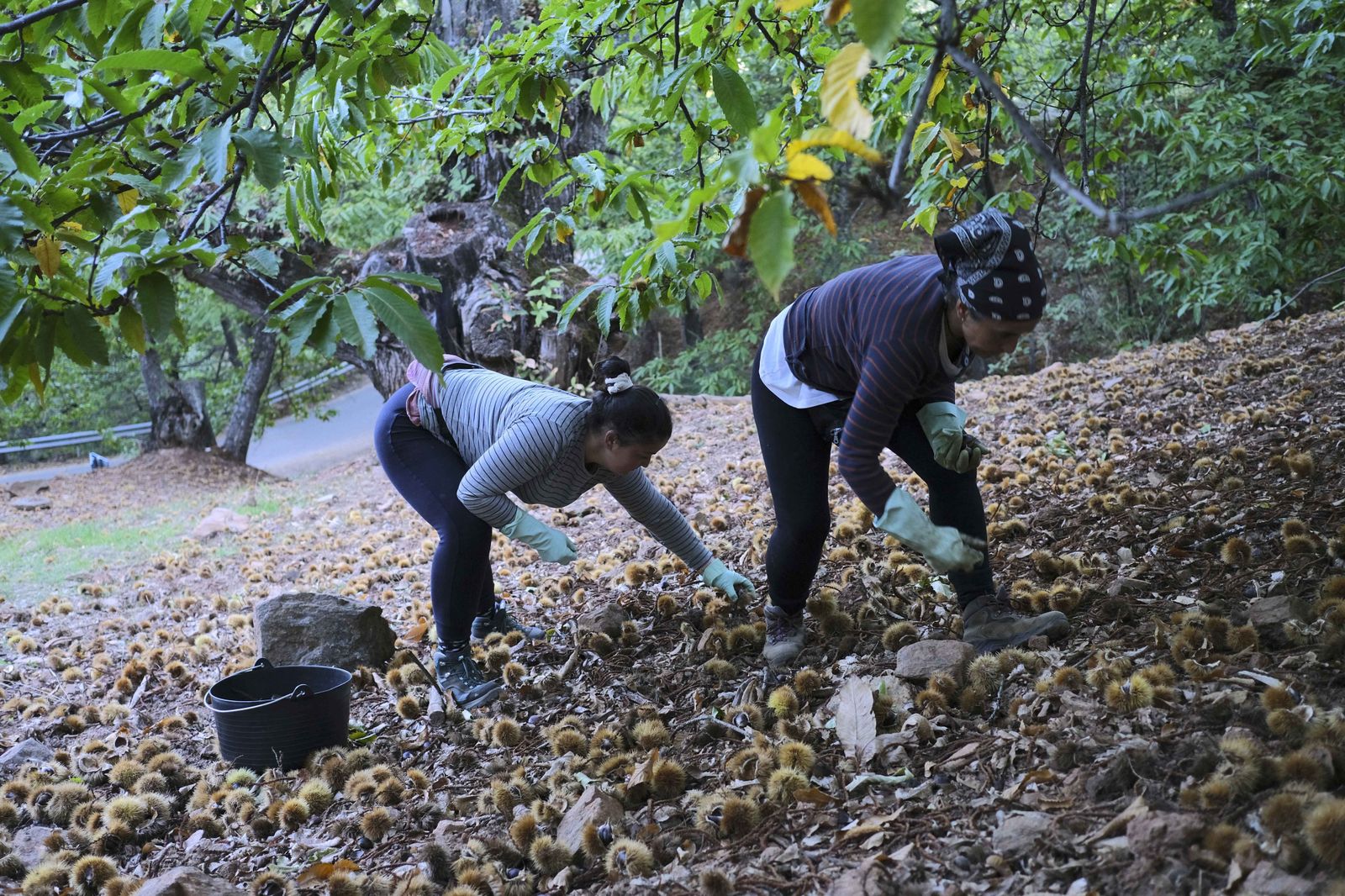Cuadrillas en la recogida de castañas en el Valle del Genal
