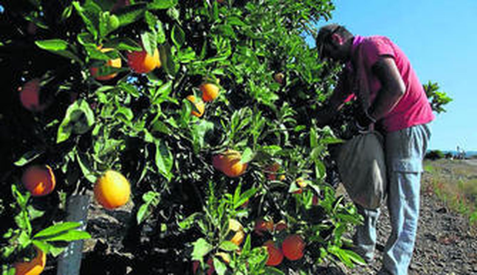Recolección de naranjas en una finca de Huelva.