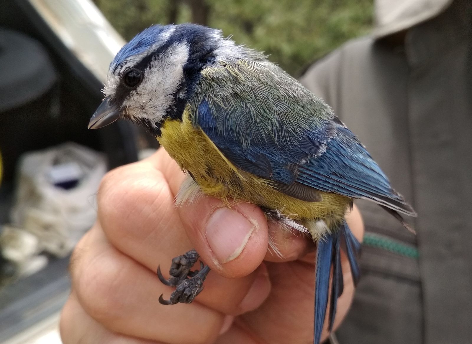 Adulto de herrerillo común (Cyanistes caeruleus), la especie de ave sobre la que se realizó el estudio.