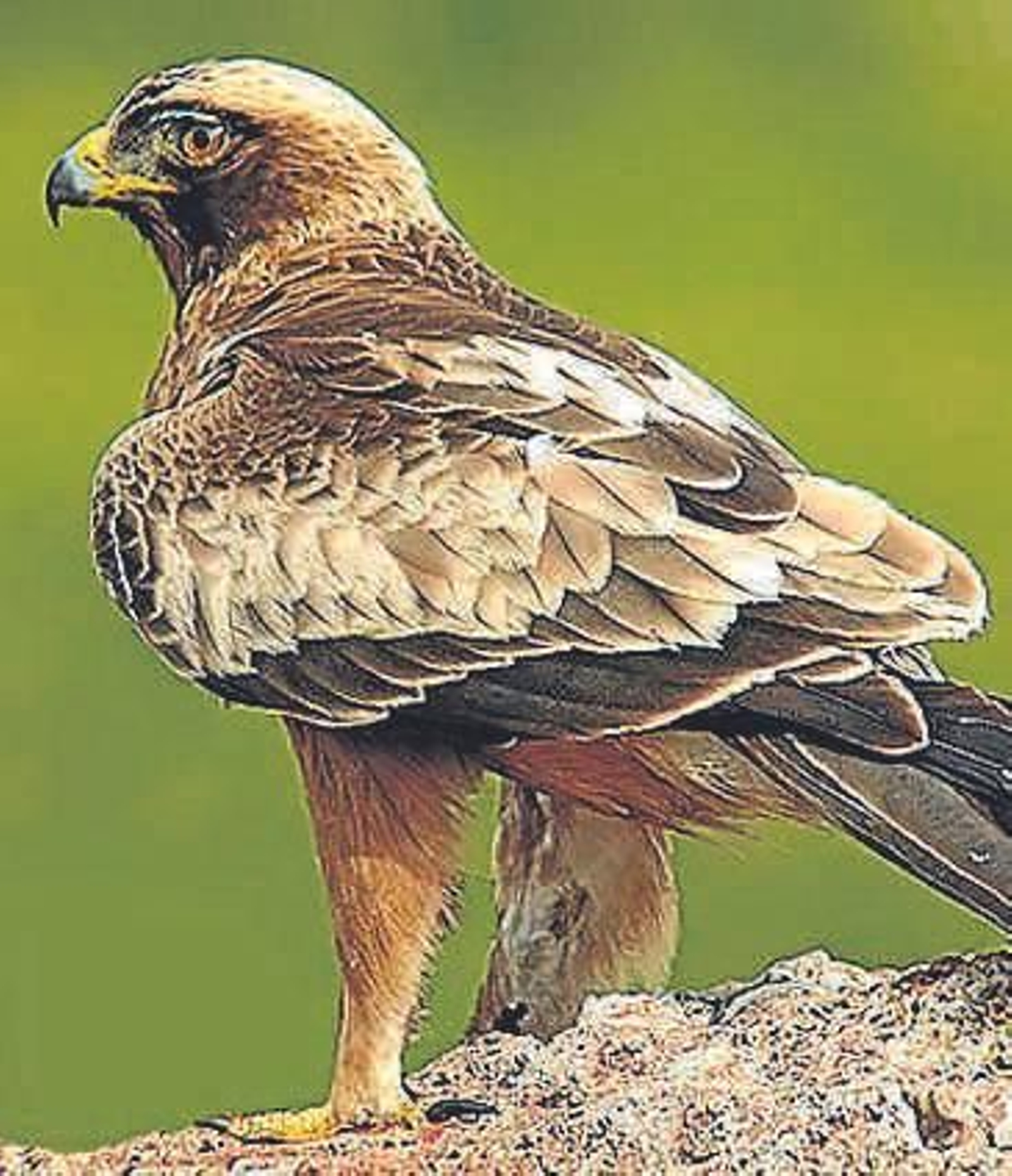 El Águila antes migraba a África en época de frío, ahora permanece den invierno en zonas como Punta Entinas Sabinar.