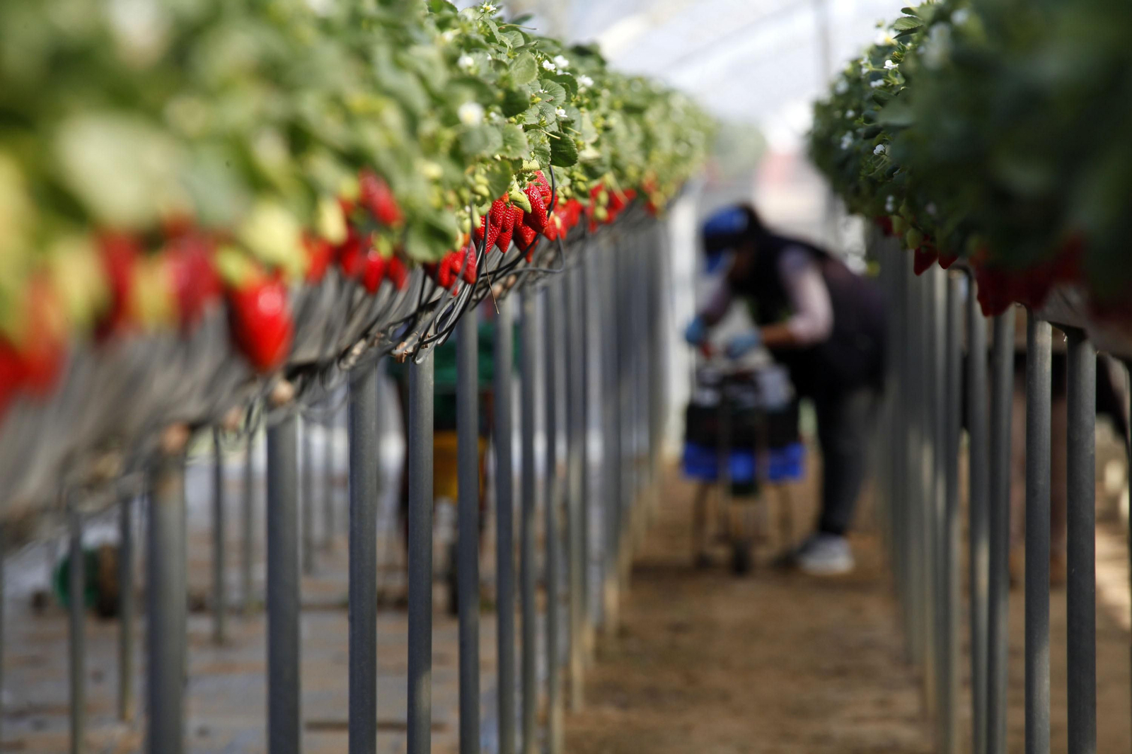 Recolección de frutos rojos en una finca en Cartaya