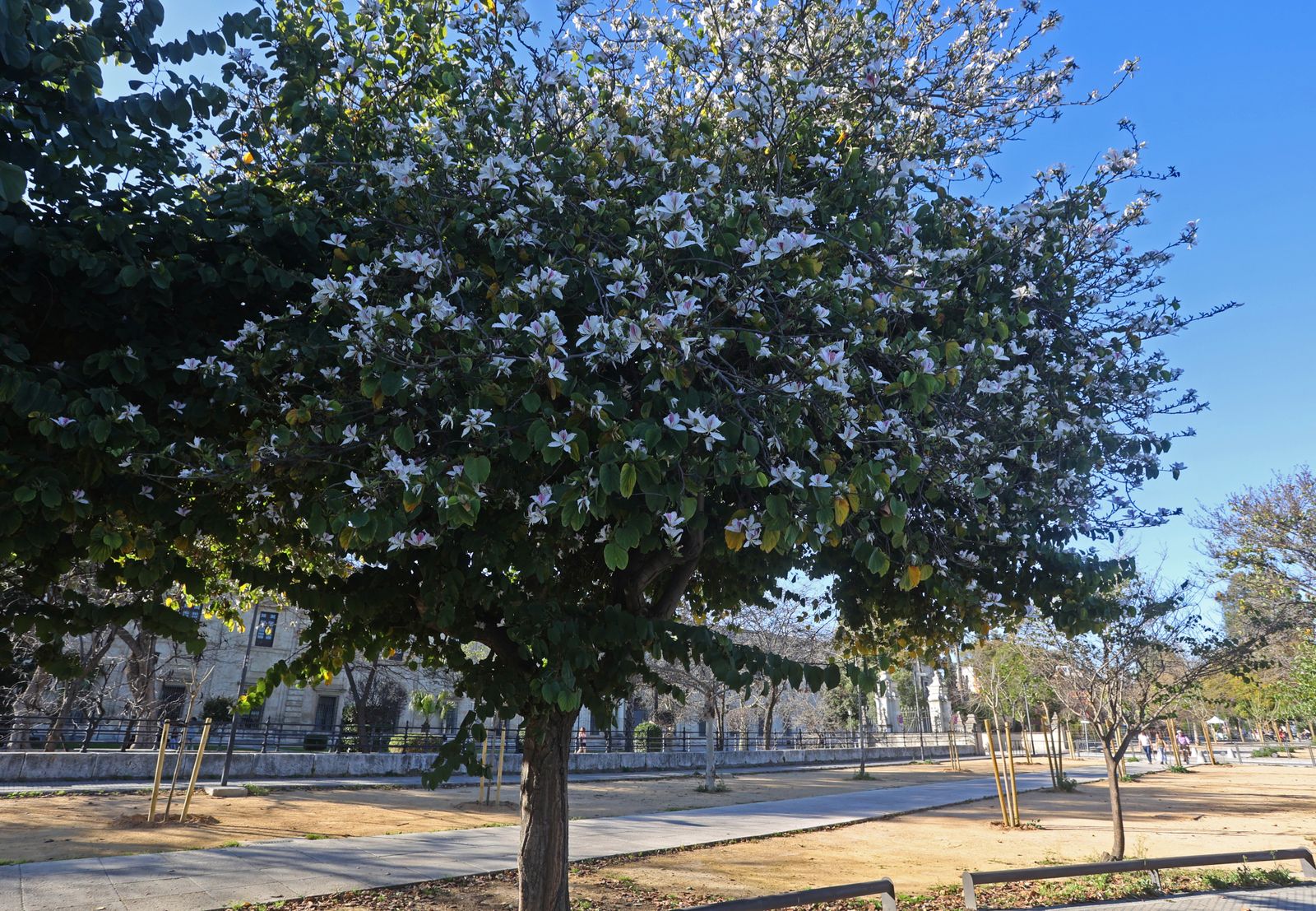 Comienzo de la primavera en Sevilla