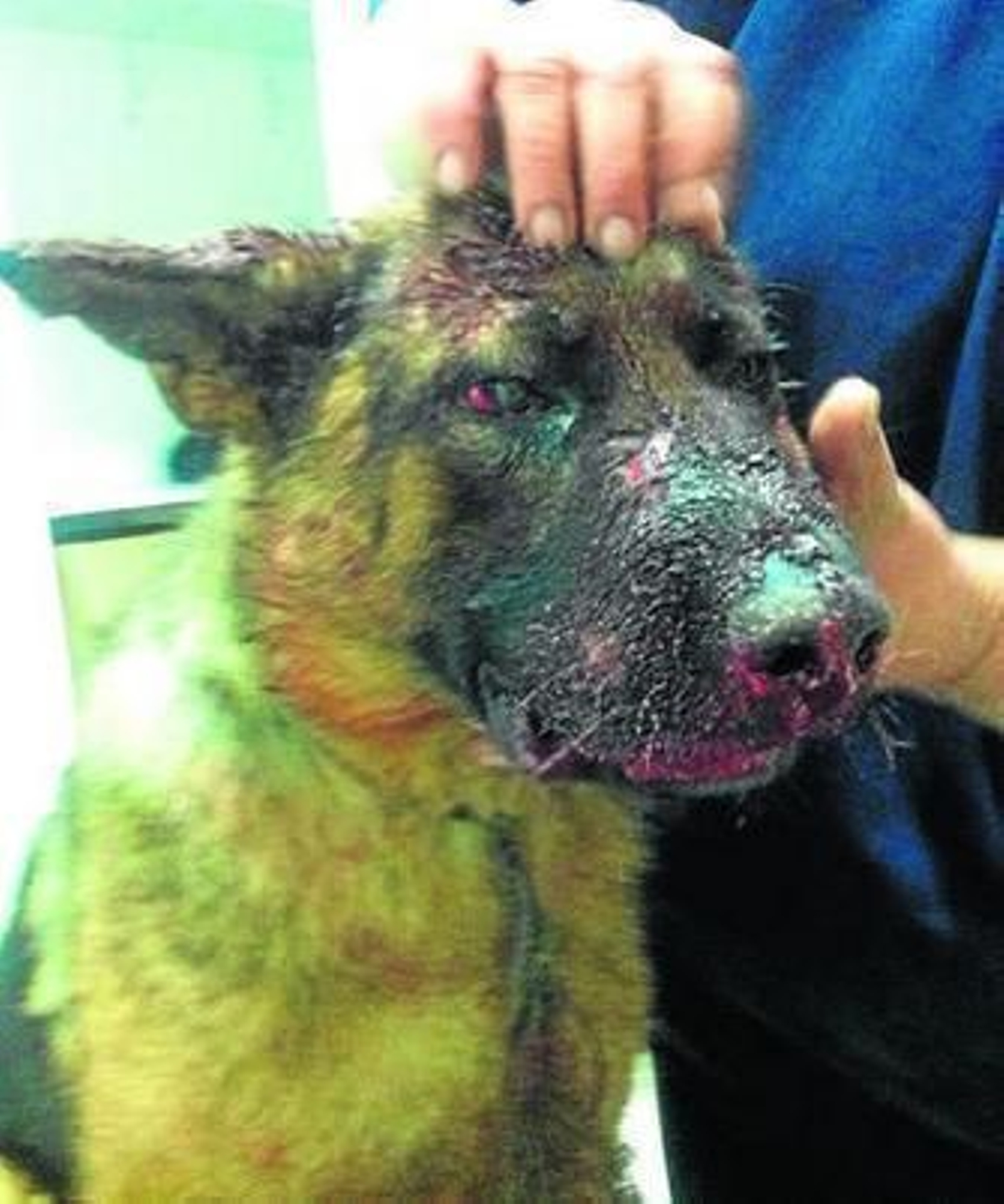 El pastor alemán que fue usado como 'sparring', justo tras ser rescatado (izquierda) y ayer, en fase de recuperación.