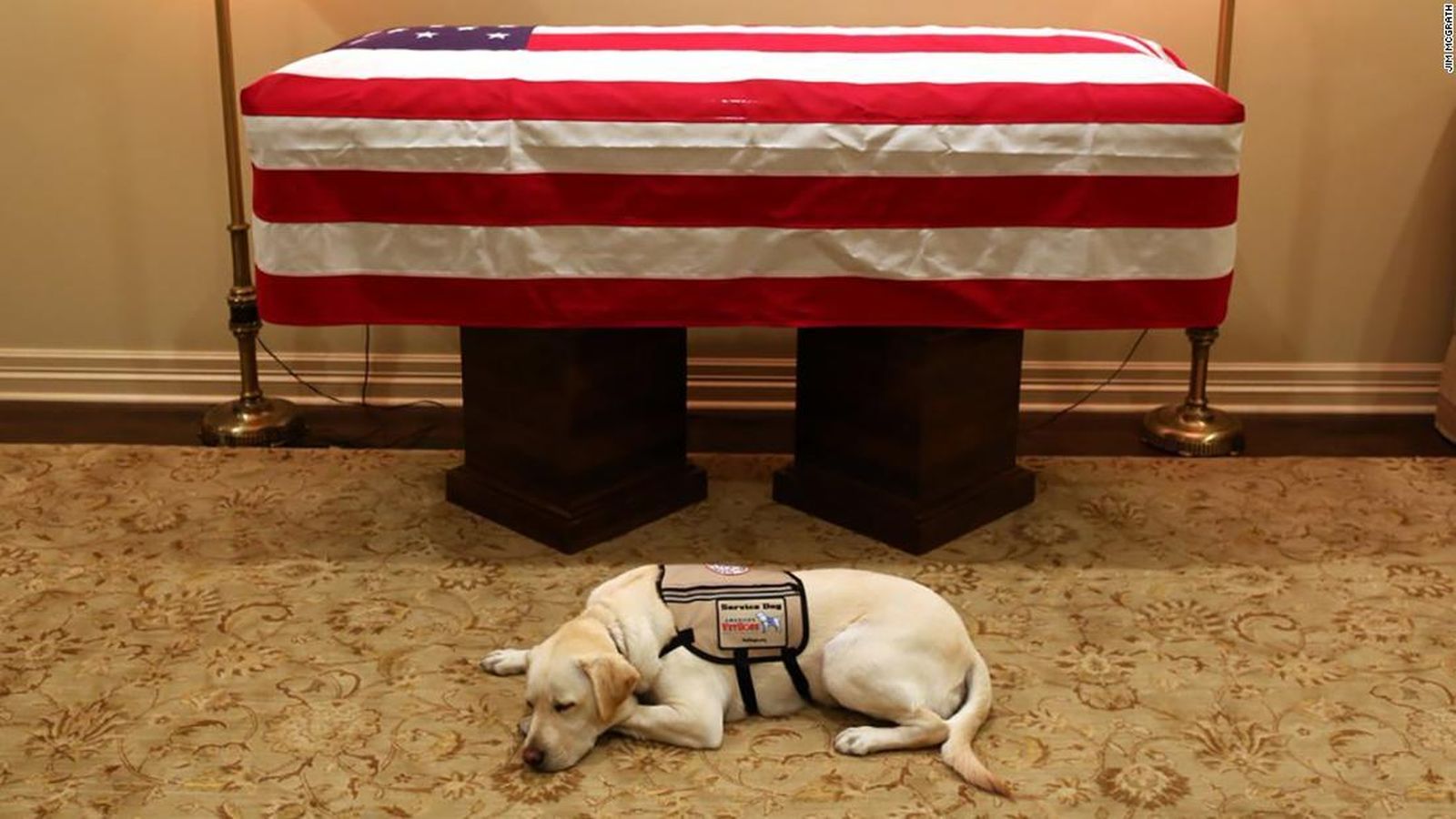 Sully, el perro guía de George Bush, junto a los restos mortales de su dueño.