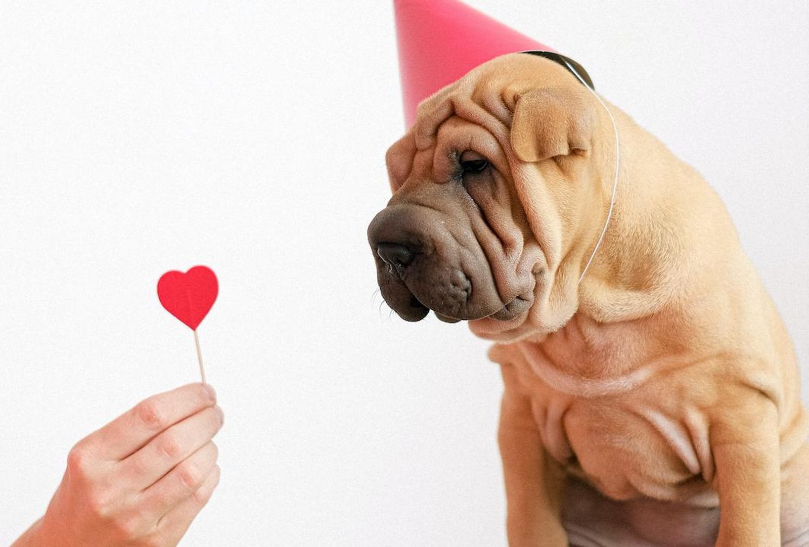 Celebra este San Valentín junto al amor de tu vida; los mejores regalos para tu mascota.