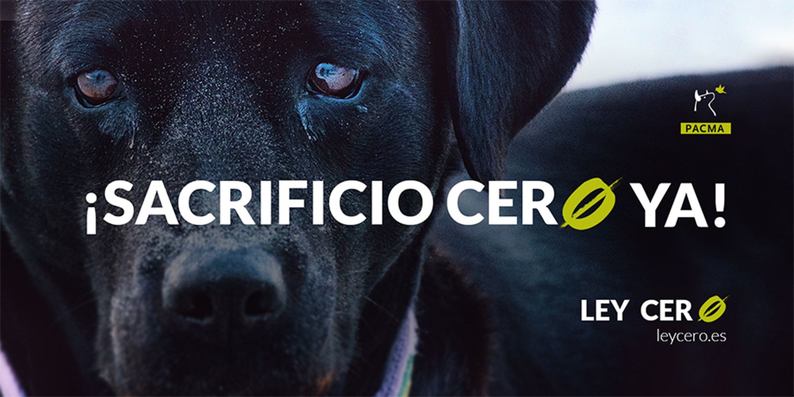 La futura ley de protección animal velará por el “sacrificio cero”