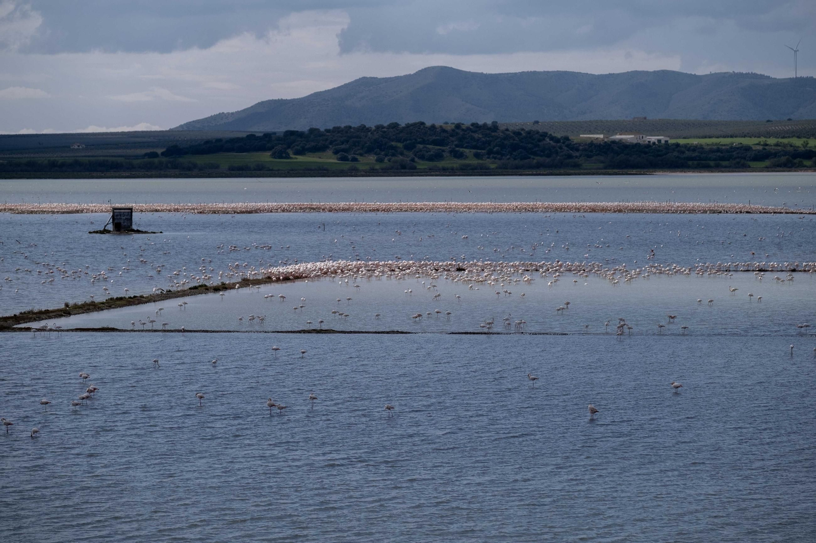 Laguna de Fuente de Piedra tras las lluvias, en fotos