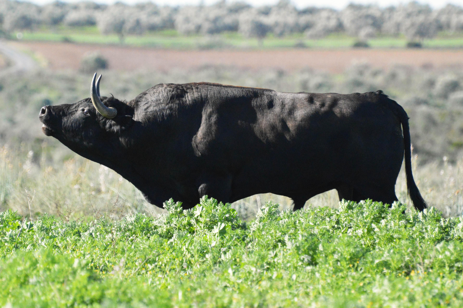 El visitante podrá observar de cerca y en su hábitat natural al toro bravo.