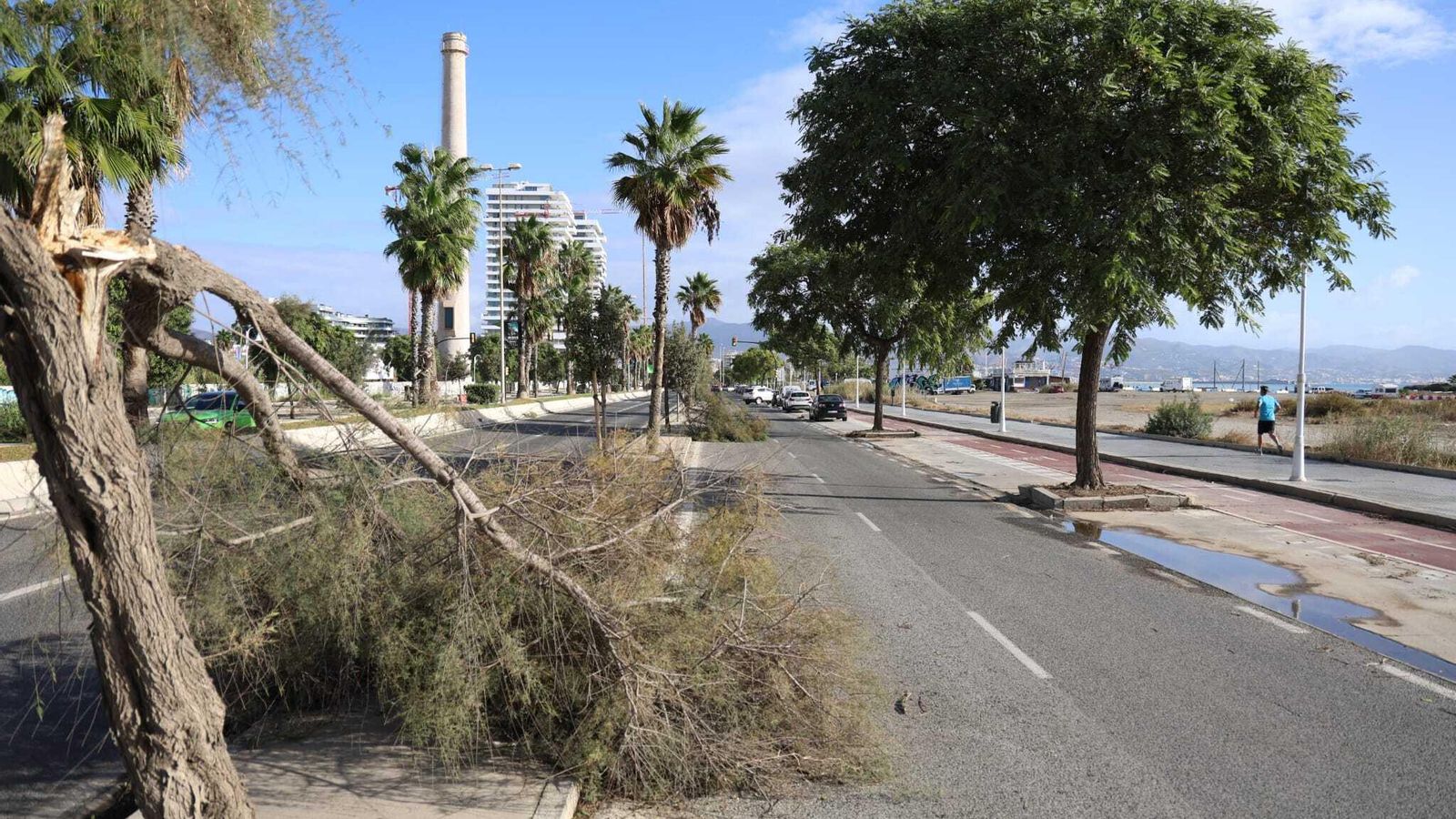 Un árbol partido en una calle de Málaga ciudad. Un árbol partido en una calle de Málaga ciudad.